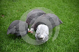 Helmeted Guineafowl, Numida meleagris