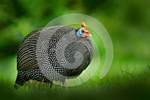 Helmeted guineafowl, Numida meleagris, big grey brd in grass. Guineafowl with red crest on head. Wildlife scene from nature. Bird