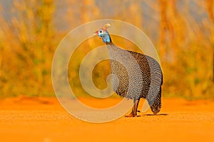 Helmeted guineafowl, Numida meleagris, bird on gravel road. Wildlife scene from African nature, Kruger NP, South Africa, wildlife