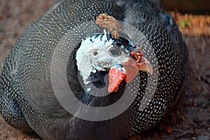 Helmeted Guineafowl Numida Meleagris f. Domestica Lying on Ground