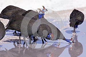 HELMETED GUINEAFOWL numida meleagris, GROUP DRINKING FROM PUDDLE, KENYA