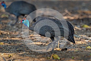 Helmeted Guineafowl - Numida meleagris guineafowl bird family, Numididae, genus Numida. Native to Africa south of Sahara,