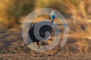 Helmeted Guineafowl - Numida meleagris guineafowl bird family, Numididae, genus Numida. Native to Africa south of Sahara,