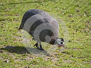 Helmeted guineafowl Numida meleagris