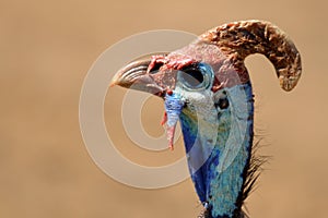 Helmeted guineafowl (Numida meleagris) photo