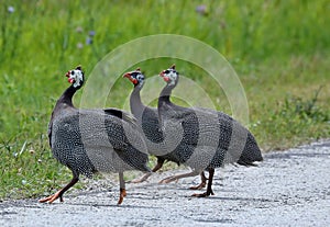 The helmeted guineafowl Numida meleagris is native  African bird