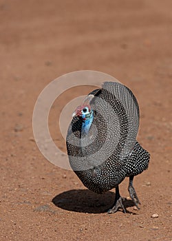 Helmeted Guineafowl (Numida meleagris) Pilanesberg Nature Reserve, South Africa