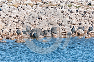 Helmeted Guineafowl, Numida meleagris, at a waterhole