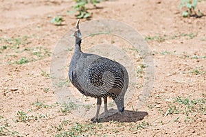 Helmeted Guineafowl (Numidia meleagris)