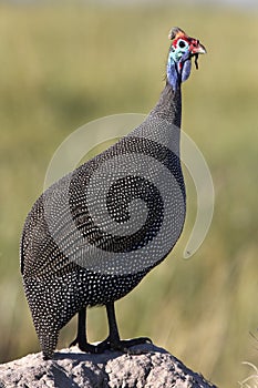 Helmeted Guineafowl - Okavango Delta - Botswana photo