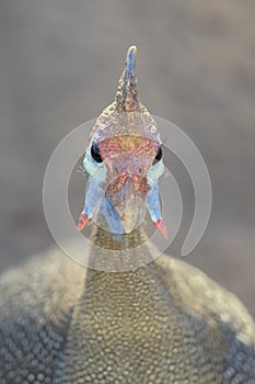 Helmeted guineafowl portrait front view