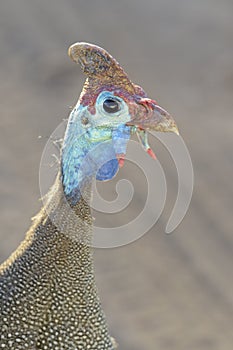 Helmeted guineafowl portrait side view