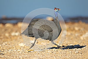 Helmeted guineafowl running photo