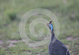 Helmeted guineafowl seen at Masai Mara, Kenya