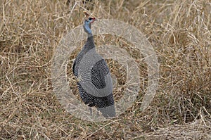 The Helmeted guineafowl is standing in the tall grass