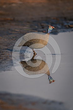 Helmeted guineafowl stands in shallows looking up