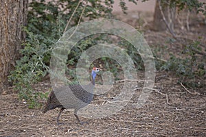 Helmeted Guineafowl on a Stroll