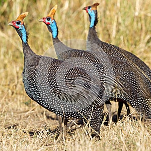 Helmeted Guineafowl - Three In A Line