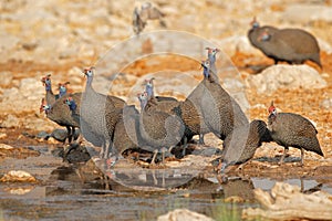 Helmeted guineafowls drinking water