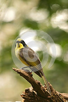 Helmeted honeyeater