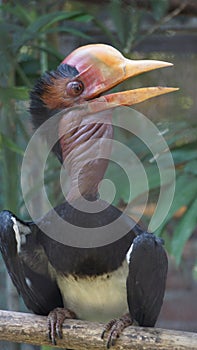 The helmeted hornbill is a very large bird in the hornbill family. It is found on the Malay Peninsula, Sumatra and Borneo. The cas