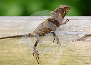 Helmeted Iguana or Casque-headed Lizard