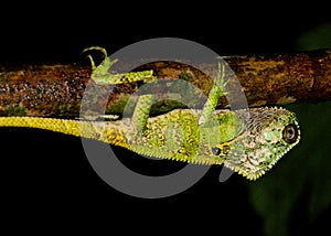 Helmeted Iguana or Casque-headed Lizard