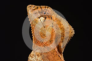 Helmeted iguana Corytophanes cristatus photo