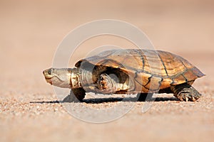 Helmeted terrapin