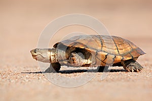 Helmeted terrapin photo