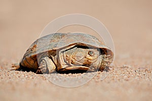 Helmeted terrapin