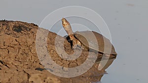 Helmeted terrapin