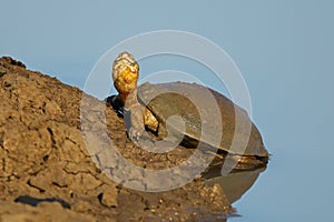 Helmeted terrapin