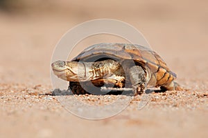 Helmeted terrapin