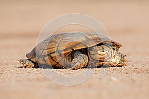 Helmeted terrapin