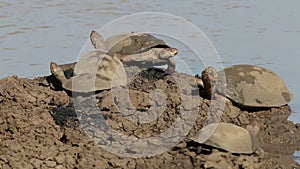 Helmeted terrapins