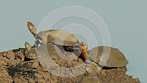 Helmeted terrapins basking on land