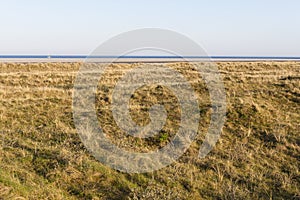 Helmgras, Marram Grass