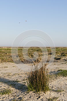 Helmgras, Marram Grass