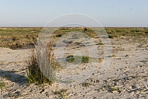 Helmgras, Marram Grass