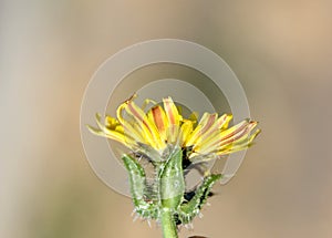 Helminthotheca echioides, bristly oxtongue