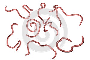 Helminths nematodes Enterobius