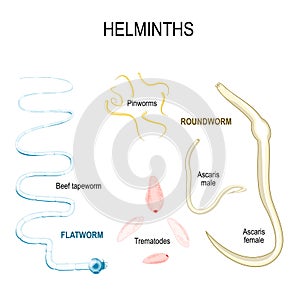 Helminths. types of human parasites.