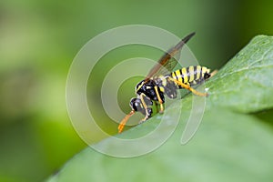 Helmkruidbladwesp, Figwort sawfly, enthredo scrophulariae