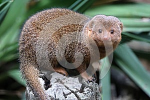 Helogale parvula. Common dwarf mongoose
