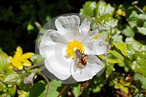 Helophilus pendulus female commonly known as footballer hoverfly