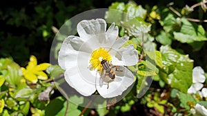 Helophilus pendulus, footballer hoverfly