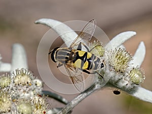 Helophilus trivittatus on edelweiss
