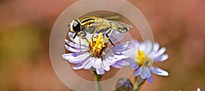 Helophilus trivittatus, Palearctic hoverfly on the Tripolium pannonicum, sea aster