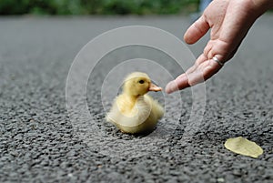 Ayuda pato un nino 